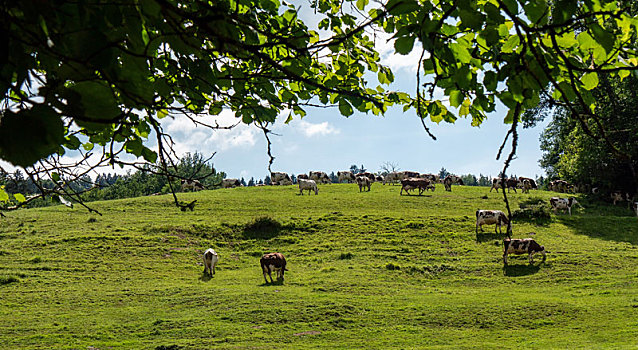 母牛,放牧,草场,阿尔卑斯山