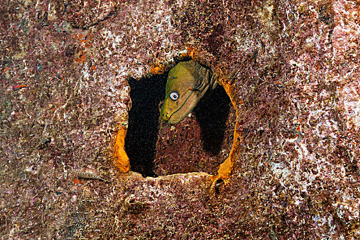 绿色,海鳝,尖牙,残骸,裸胸鳝属,下加利福尼亚州,墨西哥