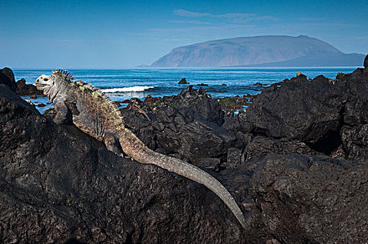 海鬣蜥,火山岩,伊莎贝拉岛,加拉帕戈斯群岛,厄瓜多尔