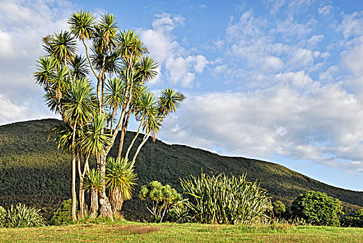 棕榈树,树,历史,住宅区,湖,北岛,新西兰