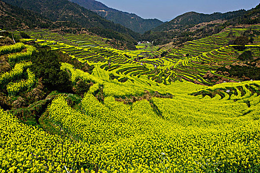 篁岭花海