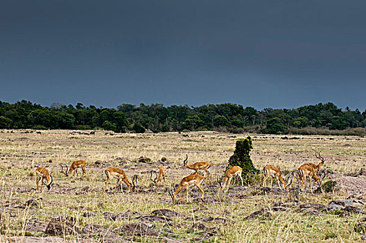 黑斑羚,马赛马拉国家保护区,裂谷,肯尼亚,非洲