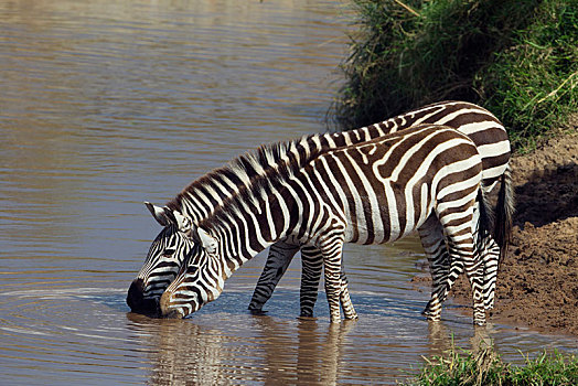 斑马,马,喝,河,塞伦盖蒂,裂谷省,肯尼亚,非洲