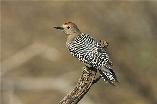 啄木鸟,雄性,圣塔丽塔山,亚利桑那