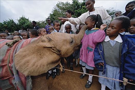非洲象,婴儿,玩,学童,泥,沐浴,东察沃国家公园,肯尼亚
