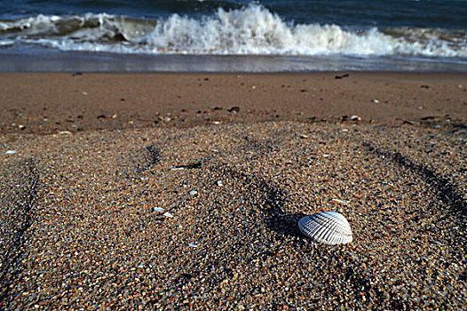 海滩,海岸线,海水,沙滩,贝壳,死亡,寂静,孤独,副本