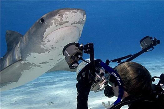 巴哈马,潜水,照片,大,虎鲨