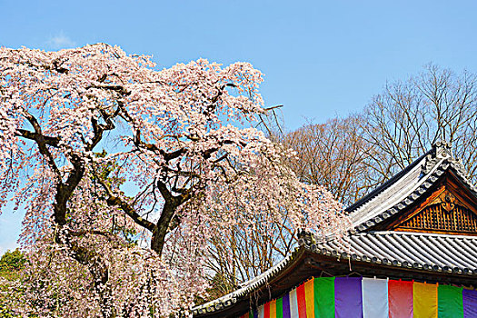 樱花,树,靠近,庙宇,日本