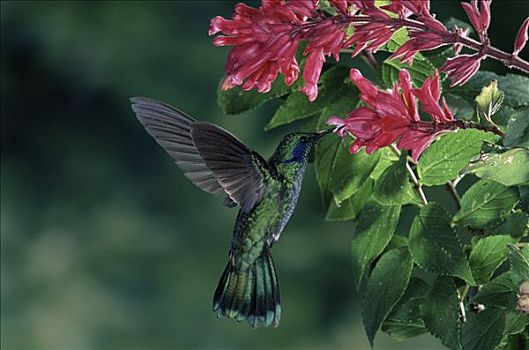 绿紫耳蜂鸟,蜂鸟,花蜜,鼠尾草,花,蒙特维多云雾森林自然保护区,哥斯达黎加