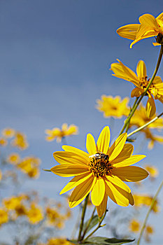黄色的野花,与蜜蜂
