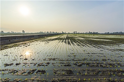 灌溉,水,稻田,日出,背景