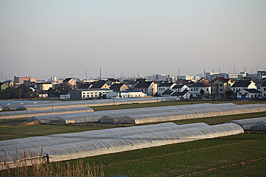 乡村,土地,种植,大田,地膜,大鹏,原野,小麦,麦田,菜地,村庄,房子