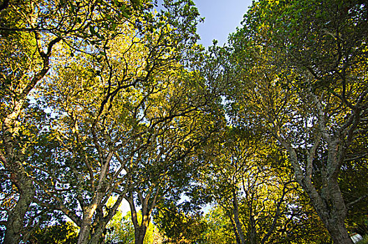 橡树,绿色,黄叶,加利福尼亚,美国
