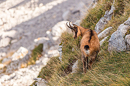岩羚羊,国家公园,阿布鲁佐,拉齐奥,欧洲,意大利,省