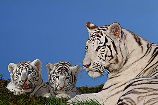 白色,虎,女性,幼兽,卧,草地