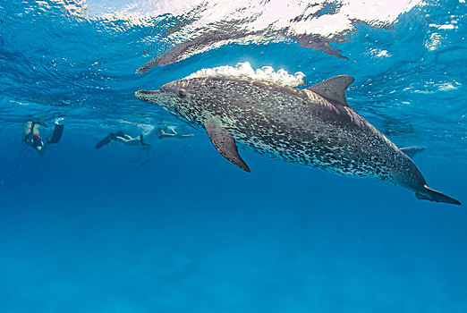 游泳,大西洋点斑原海豚,花斑原海豚,大巴哈马岛,巴哈马,中美洲