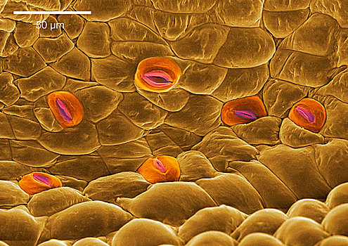 木槿干细胞图片