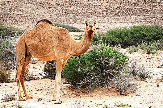单峰骆驼,站立,路边,阿曼,中东