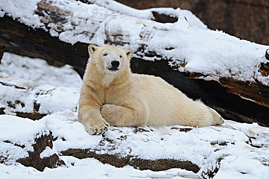 北极熊,卧,雪中