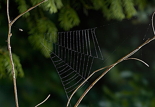 蜘蛛,等待,新鲜,三角形,蜘蛛网,英格兰