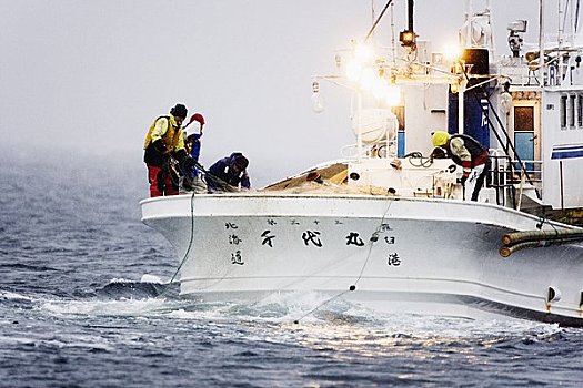 捕鱼者,工作,根室海峡,北海道,日本