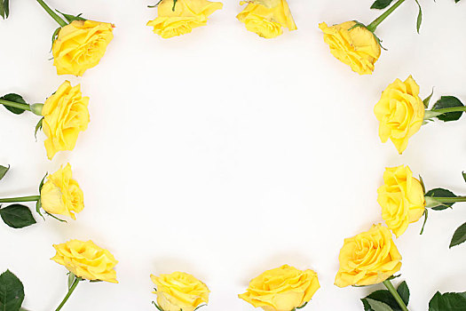 一个,黄色,玫瑰,椭圆,边界,白色背景