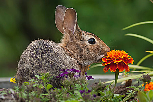 棉尾兔,兔子,坐,草地,橙色,万寿菊,花