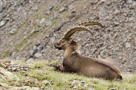阿尔卑斯野山羊,羱羊,躺下,恩加丁,瑞士,欧洲