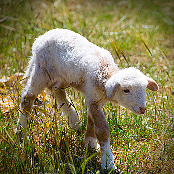 幼仔,羊羔,诞生,绵羊,站立,走,青草,地点