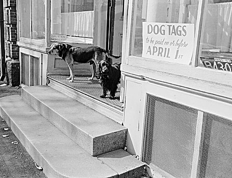 美国,马萨诸塞,两只,狗,户外,店,销售,狗牌