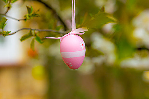 粉色,复活节彩蛋,悬挂,樱桃树