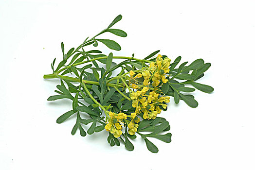 葡萄酒,蕓香,草藥,藥草,調味品