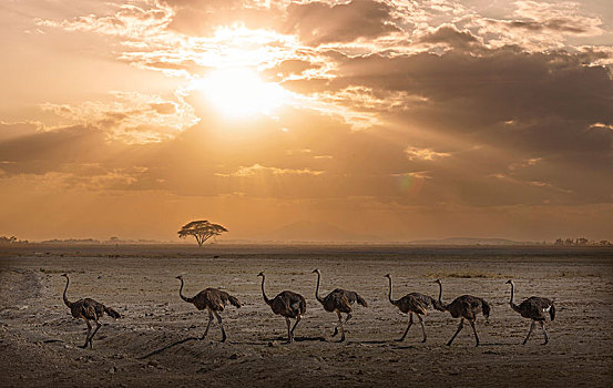 鸵鸟,日落,安伯塞利国家公园,裂谷,肯尼亚