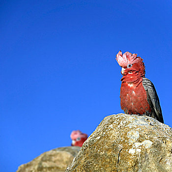 粉色,灰色,粉红凤头鹦鹉,坐,石灰石,顶峰,排列,南邦国家公园,西澳大利亚州,澳大利亚