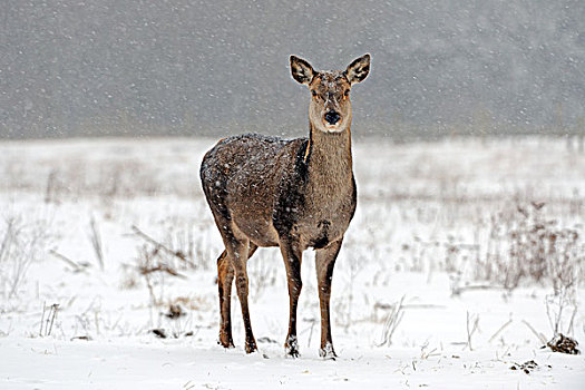 赤鹿,重,暴风雪