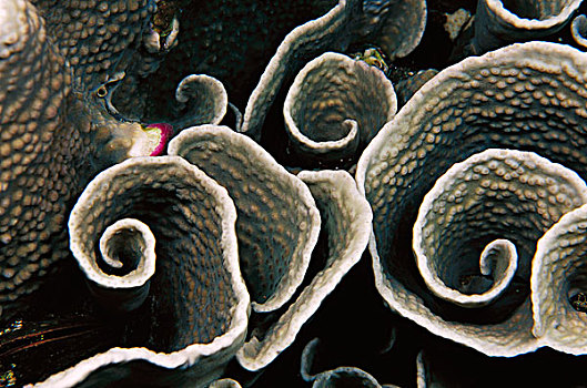 硬珊瑚,印度尼西亚