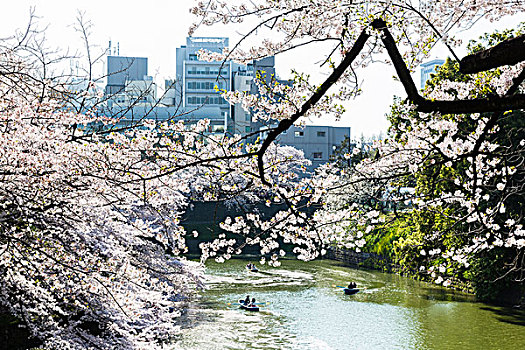 划艇,花,樱桃树,正面,高层建筑,水道,公园,皇宫,东京,关东地区,本州,日本