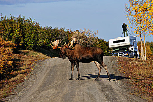 驼鹿,道路,摄影师,德纳里峰国家公园,阿拉斯加