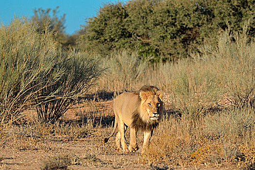狮子,雄性,走,灌木丛,刺,豪猪,颈部,卡拉哈迪大羚羊国家公园,北开普,南非,非洲