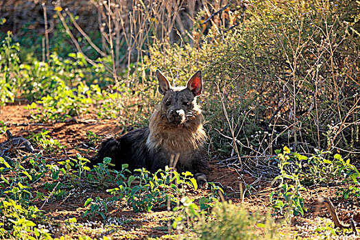 褐色,鬣狗,成年,禁猎区,卡拉哈里沙漠,北角,南非,非洲
