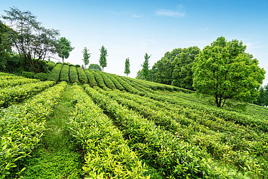 高山生态茶园