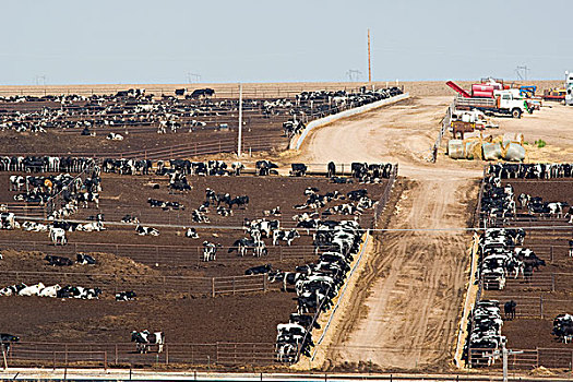 大,牛,饲育场,城市,堪萨斯