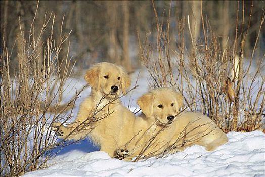 金毛猎犬,狗,两个,小狗,雪地,咀嚼,细枝