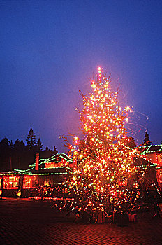 宝翠花园,圣诞节,维多利亚,温哥华岛,不列颠哥伦比亚省,加拿大