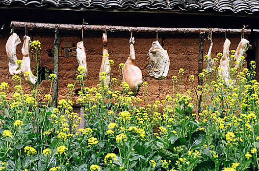 安徽歙县居民在自家院内晾的火腿和绽放的油菜花