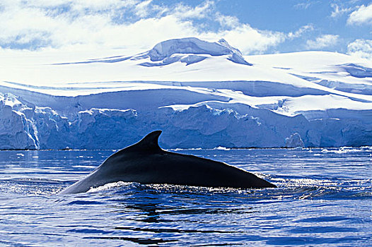 南极,驼背鲸,大翅鲸属,水面,湾