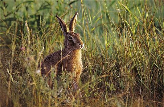 野兔,欧洲野兔,哺乳动物,啮齿类动物,德国,欧洲,复活节,动物