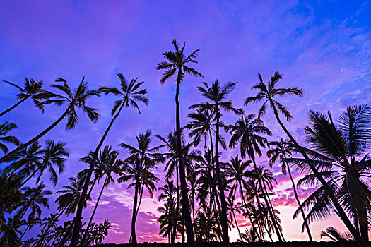 棕榈树,日落,普吾可霍拉,霍那吾那吾,国家历史公园,城市,休憩之所,科纳海岸,夏威夷,大幅,尺寸