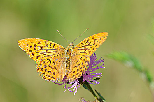 豹纹蝶,中间,生物保护区,中心,区域,萨克森安哈尔特,德国,欧洲