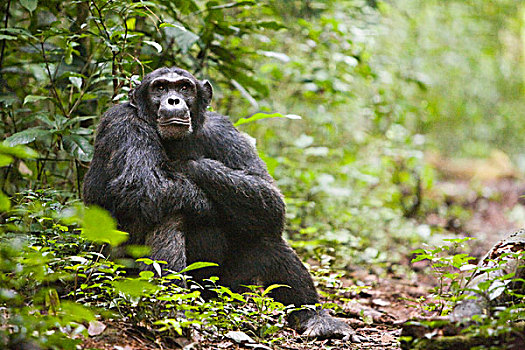 研究,动物,沟通,习惯于,多,黑猩猩,普通,树林,这里,坐,小路,乌干达,非洲